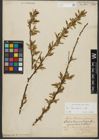 Foto von Salix triandra subsp. triandra L.